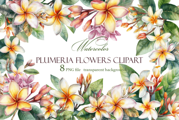 Download White Plumeria Flower Watercolor Clipart - Art Collection