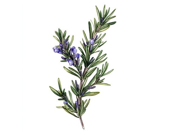 Download 10 Sprig of Rosemary Herbal Clipart Set - Art Collection