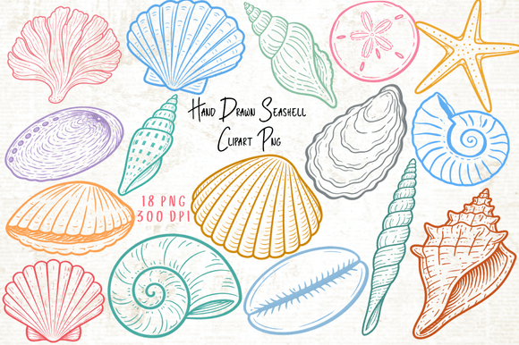 Download Hand Drawn Seashell Clipart PNG - Art Collection