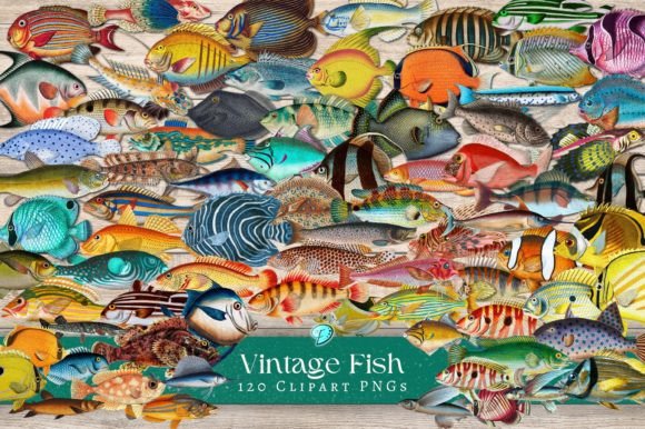 Download Vintage Fish Illustration Clipart PNGs - Art Collection