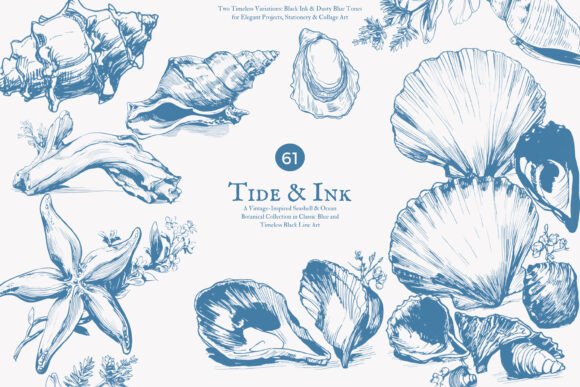Download Seashell Clipart Ocean Sketch Set - Art Collection