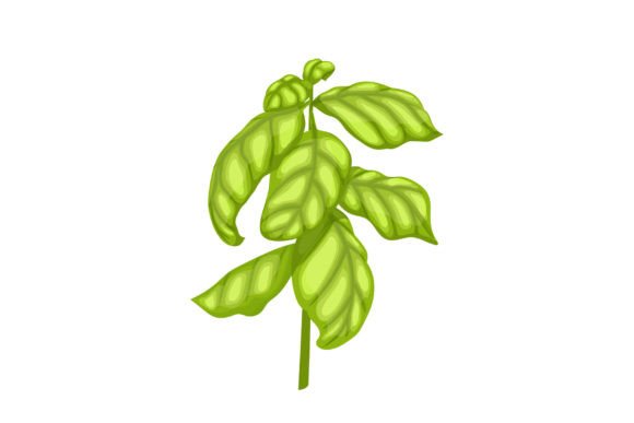 Download Basil Pesto Plant Cartoon Vector - Art Collection